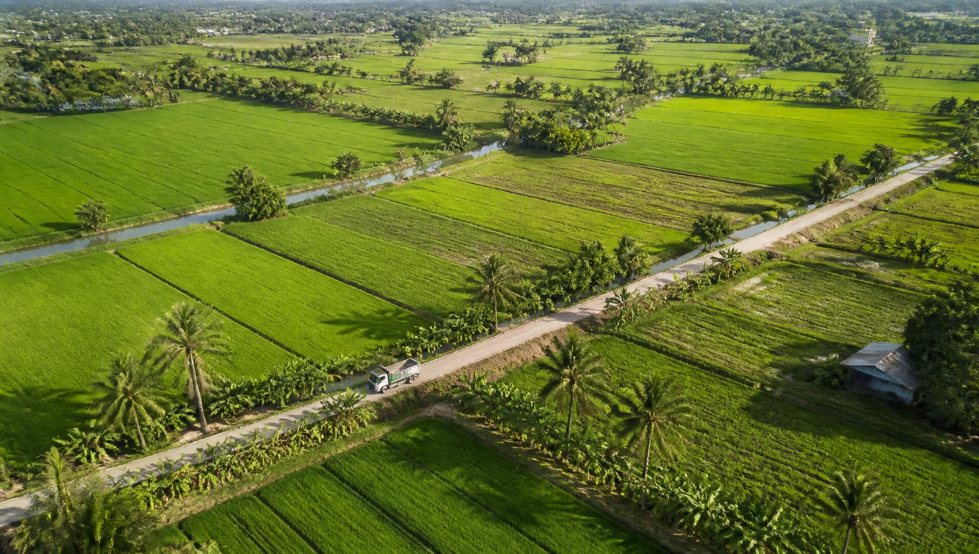 Aerial view of green rice paddies and irrigation canals in central Thailand
