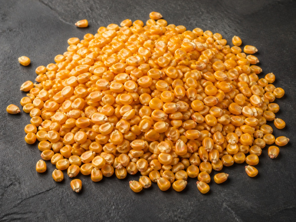 Mound of golden yellow maize kernels